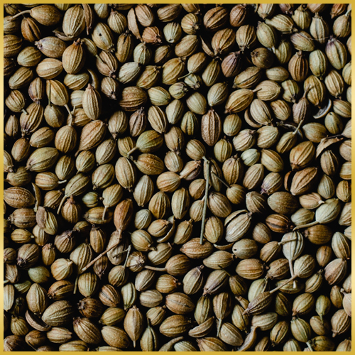 Dhaniya (Coriander Seeds)