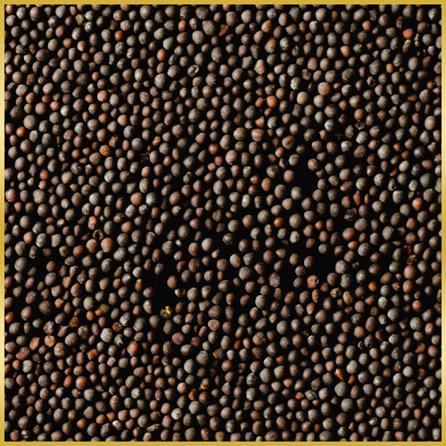 Sarson (Mustard Seeds)