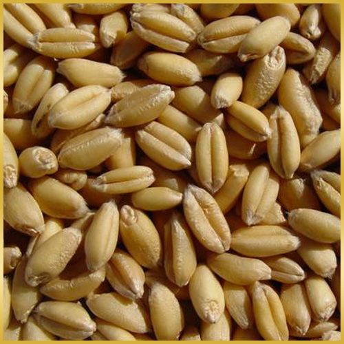 Whole Wheat